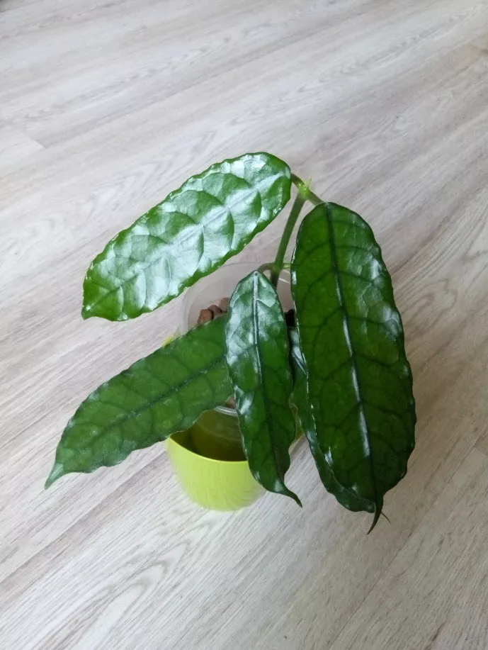 Хойя Виллоса d9 h13 