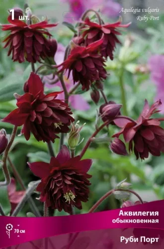 Корневище Аквилегия обыкновенная Руби Порт 1шт Поиск 