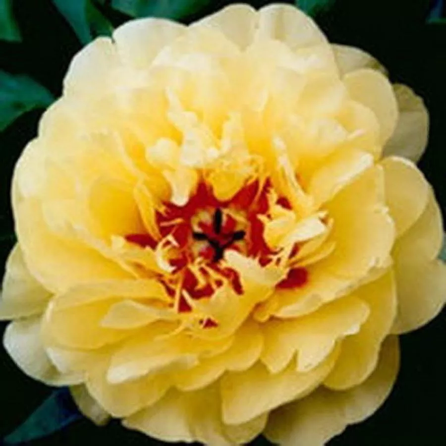 Пион Ито- гибрид Еллоу Ватерлили v5 Tim 