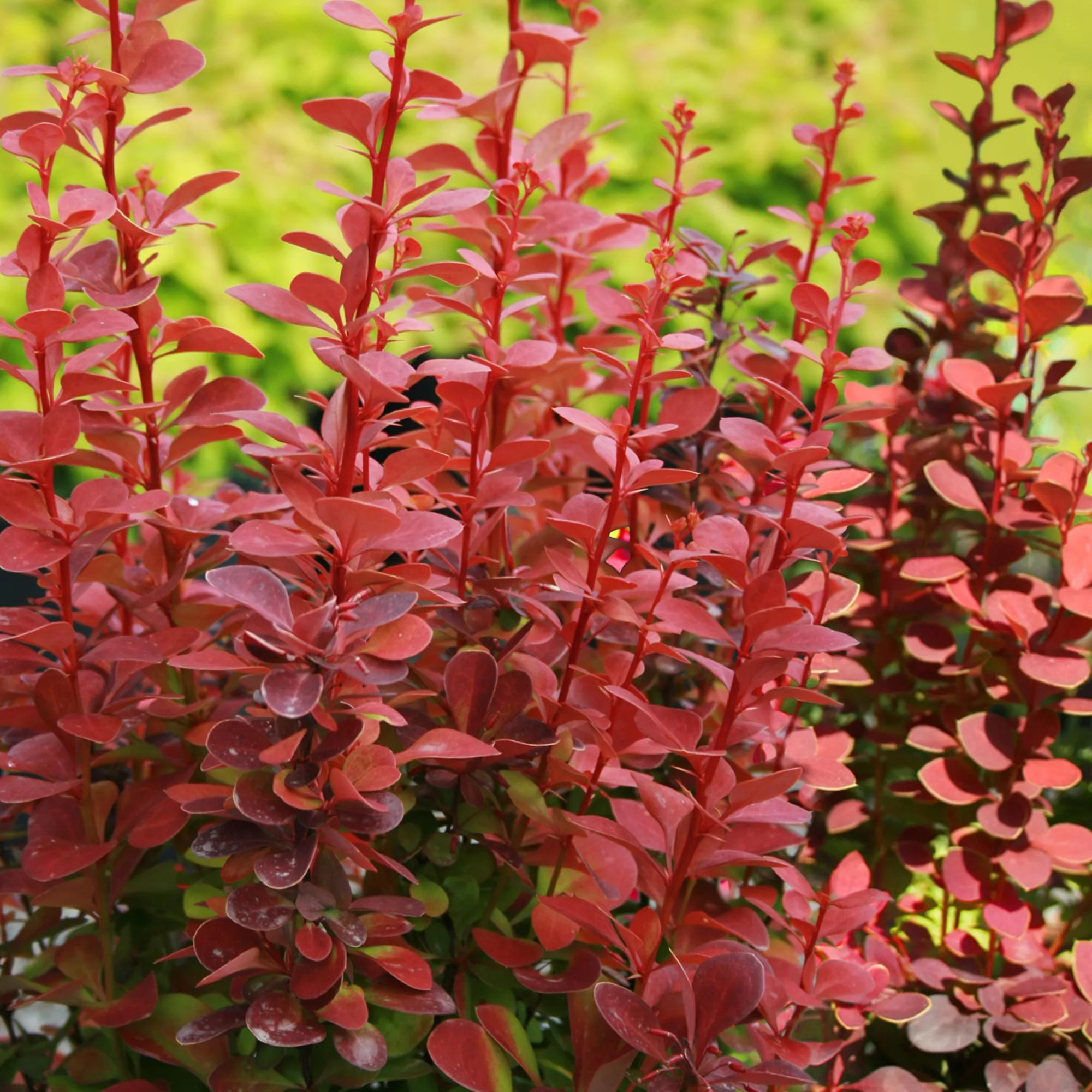 Барбарис тунберга Орандж Рокет v5 30-50 