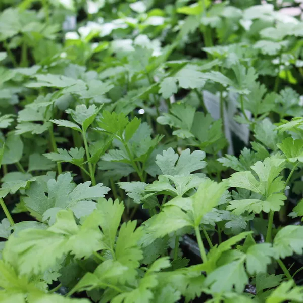 Растение сельдерей в асс. Е10 