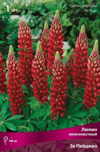 Кореневище Люпин многолистный Зе Пейджиз 1шт Поиск 