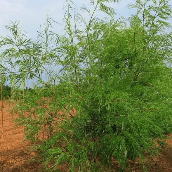 Ива Шверина улучшенная v2 Lav 