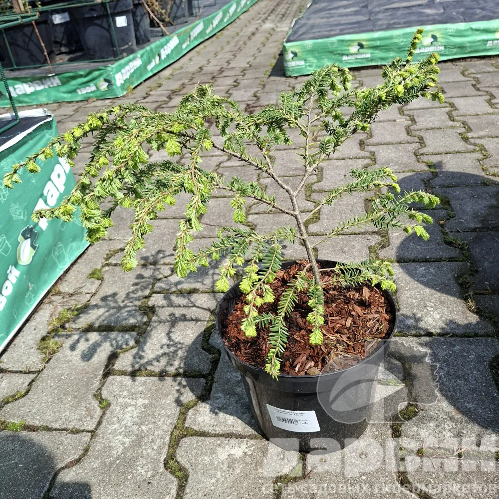 Тсуга канадская Генч Вайт 30-40 cm cont. 4,0L  Mt 