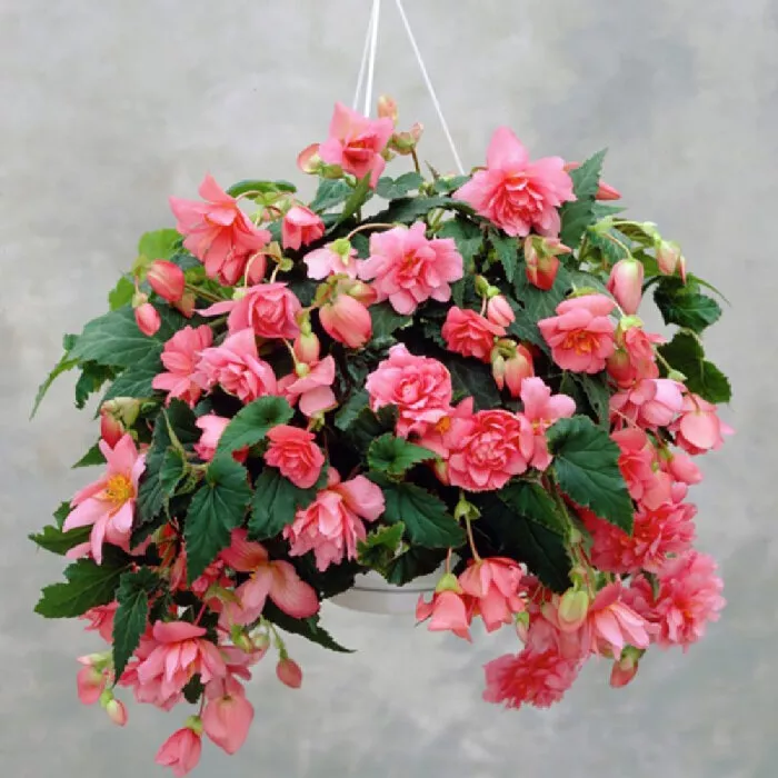 Бегония ампельная в ассортименте d23 ПВ 