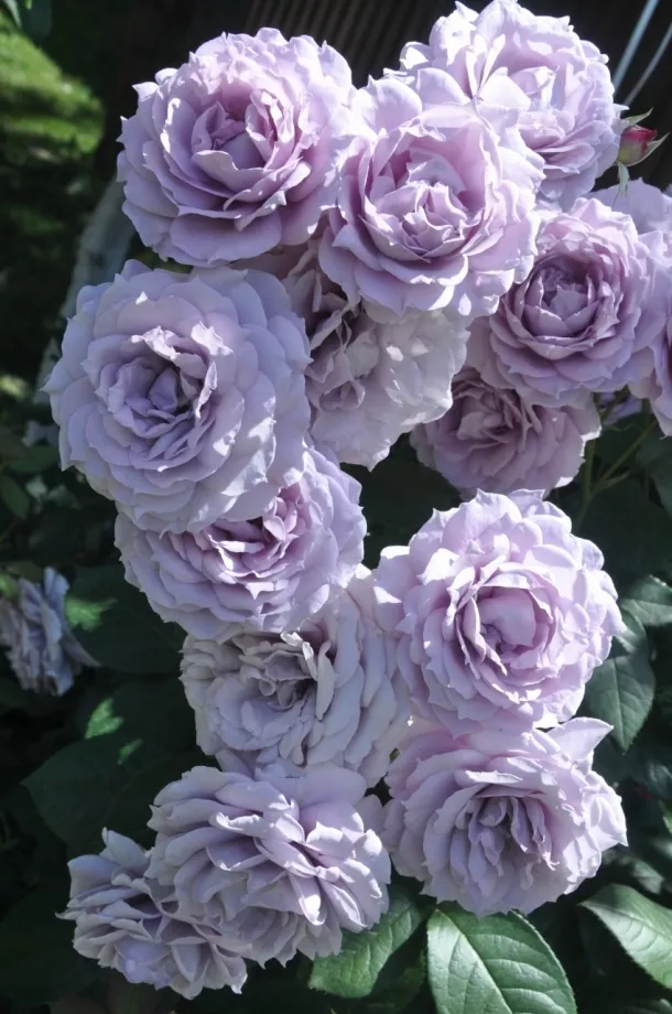 Роза флорибунда Новалис v5 Lav 