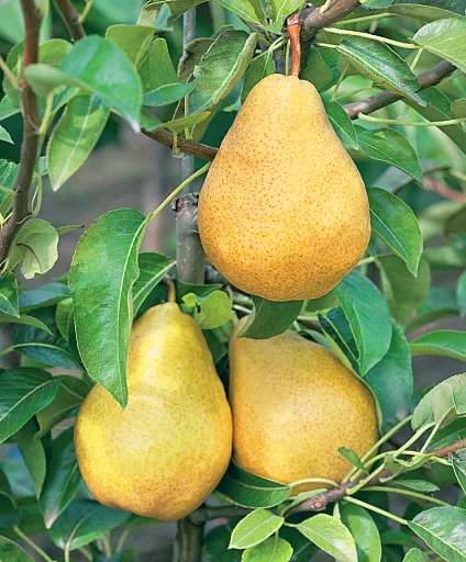 Груша в сортах Питомник 