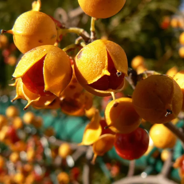 Древогубец Геркулес v2 CL 