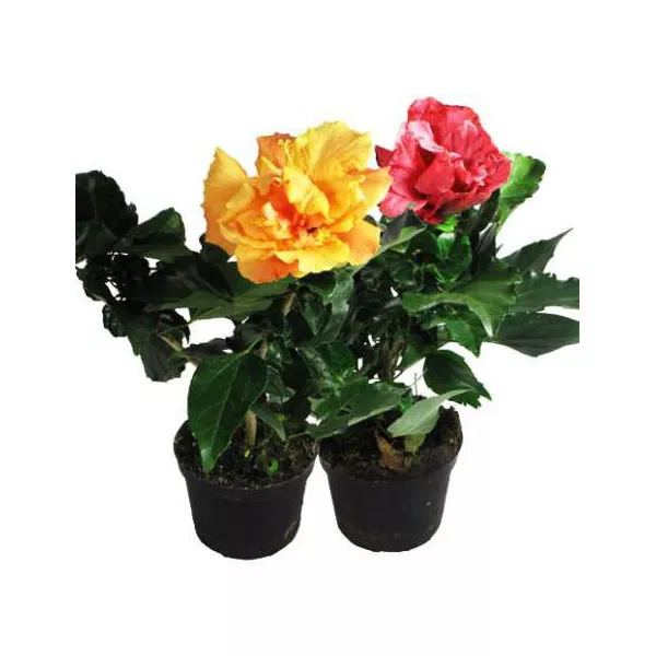 Гибискус микс d13 h30 