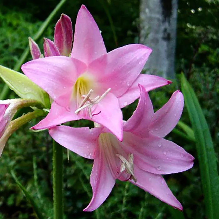 Луковица HBM Амаркринум Ховарда (I) 1 шт/уп 