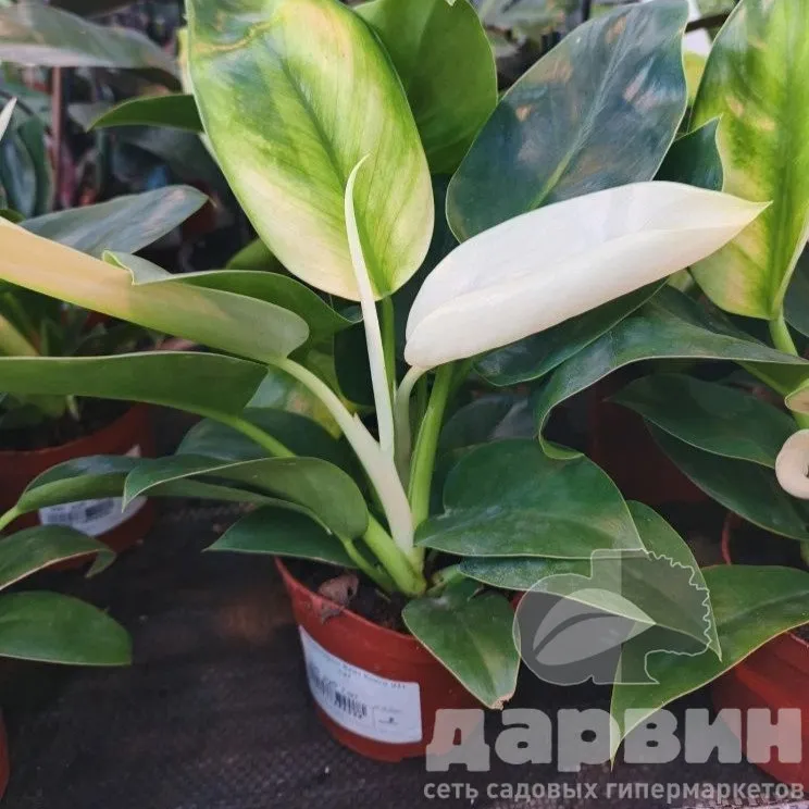 Филодендрон Вайт Конго d11 h27 