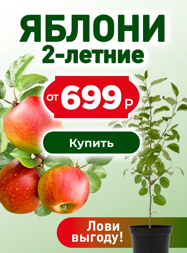 Яблоня от 699 руб