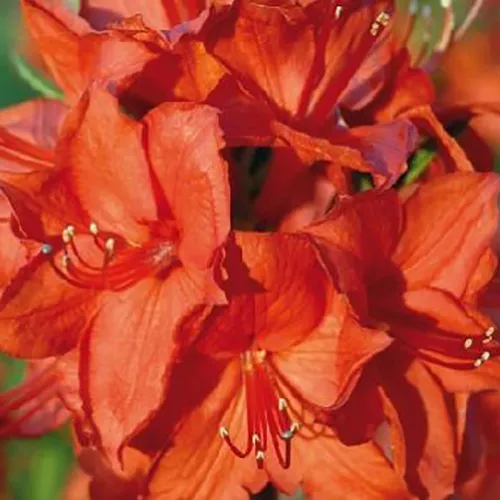 Азалия гибридная Паркфеуер p9 