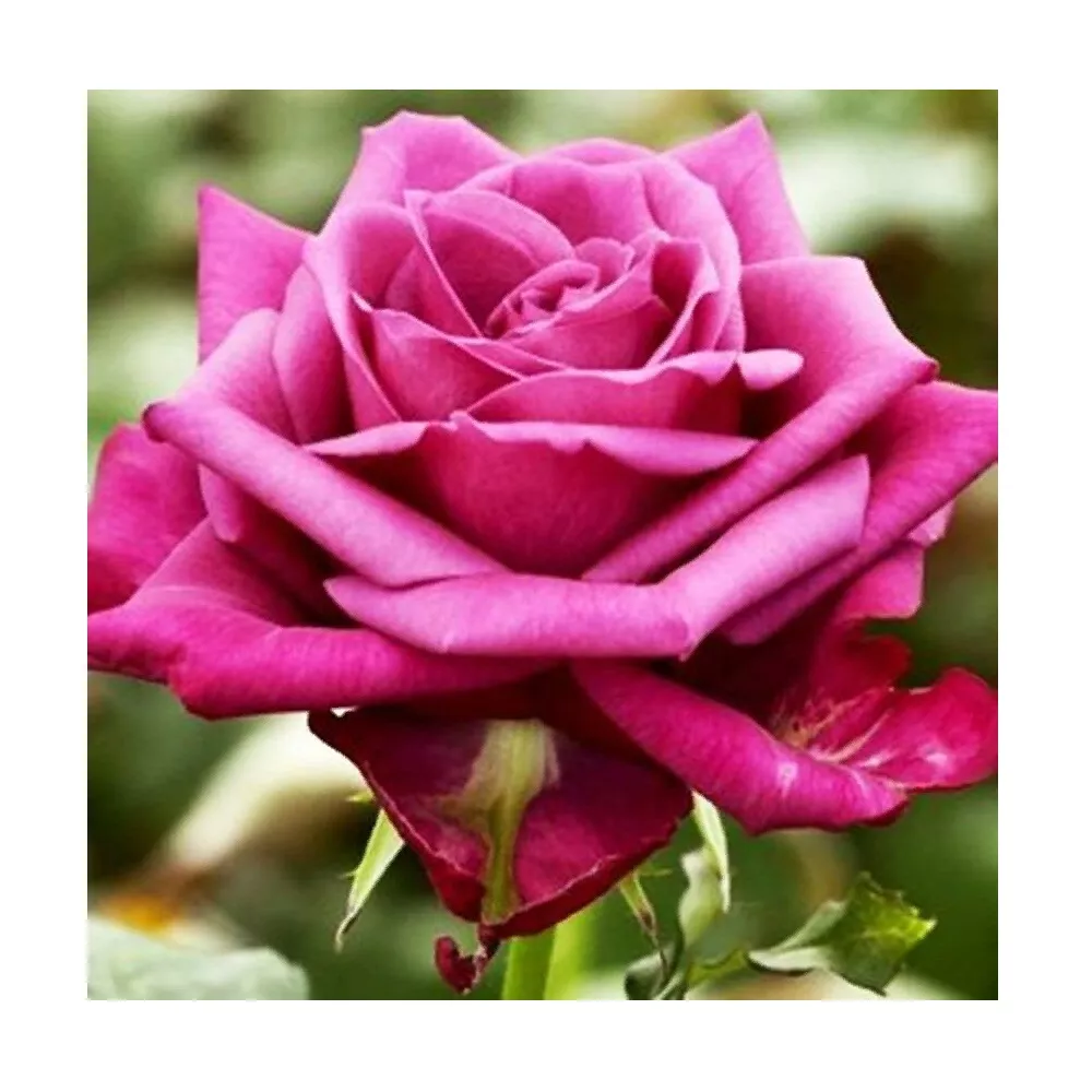 Роза чайно-гибридная Даниель ост v5 Lav 