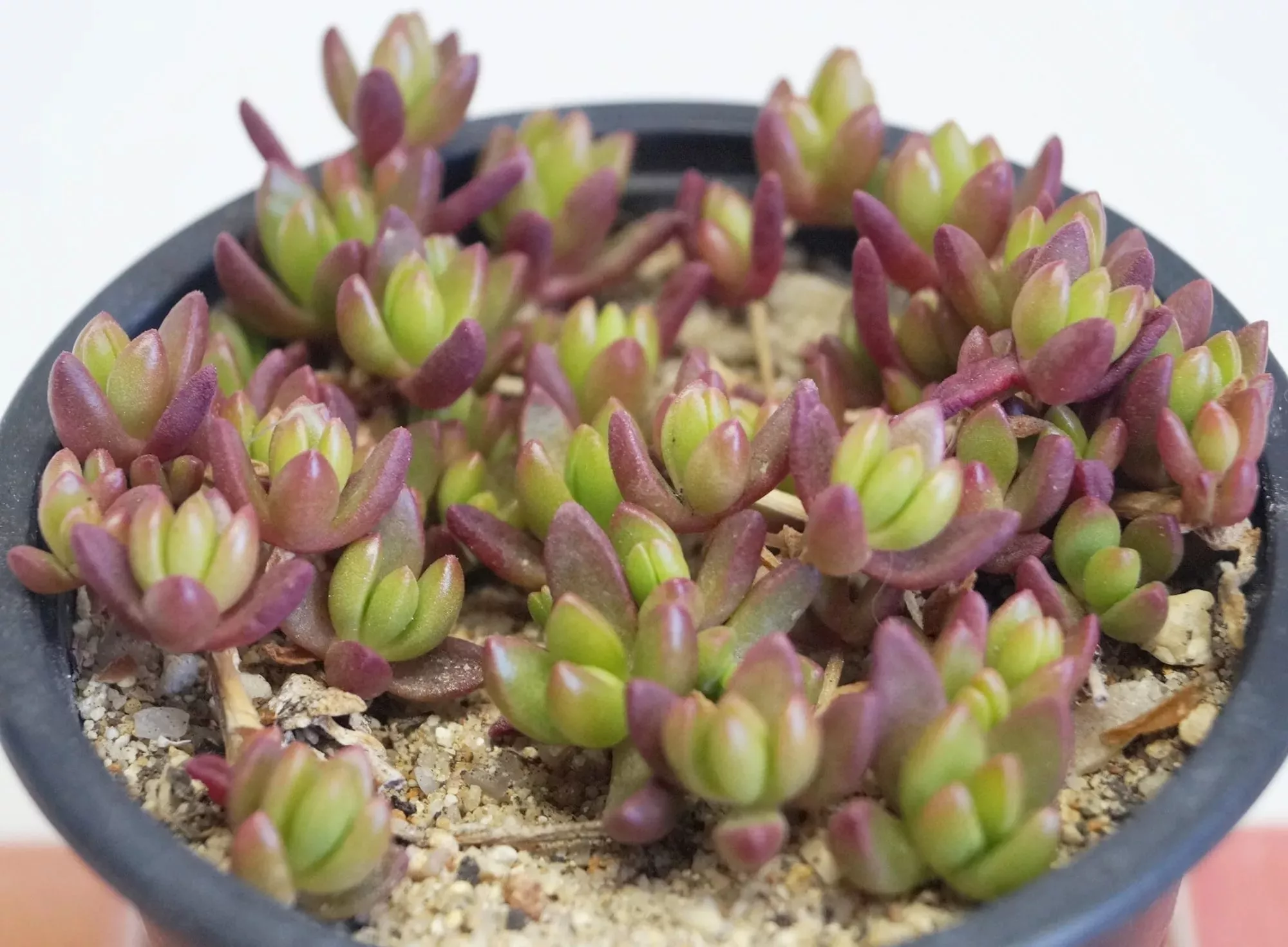 Седум Шталя d5 h10 