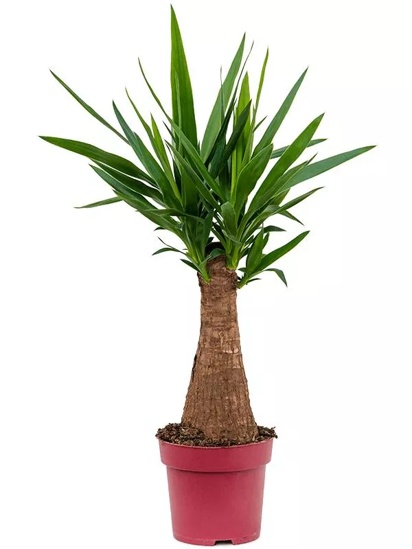 ОсновноеИзображение