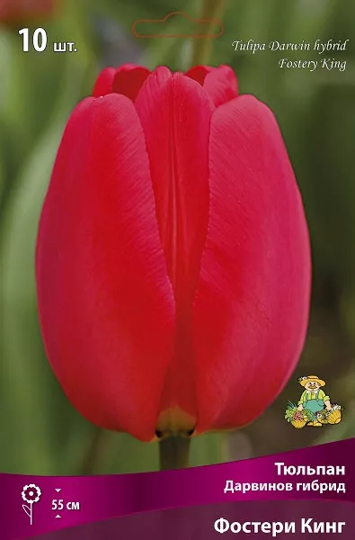 Луковица тюльпан Дарвинов гибрид Фостери Кинг 11/12 желтый 10шт Поиск 