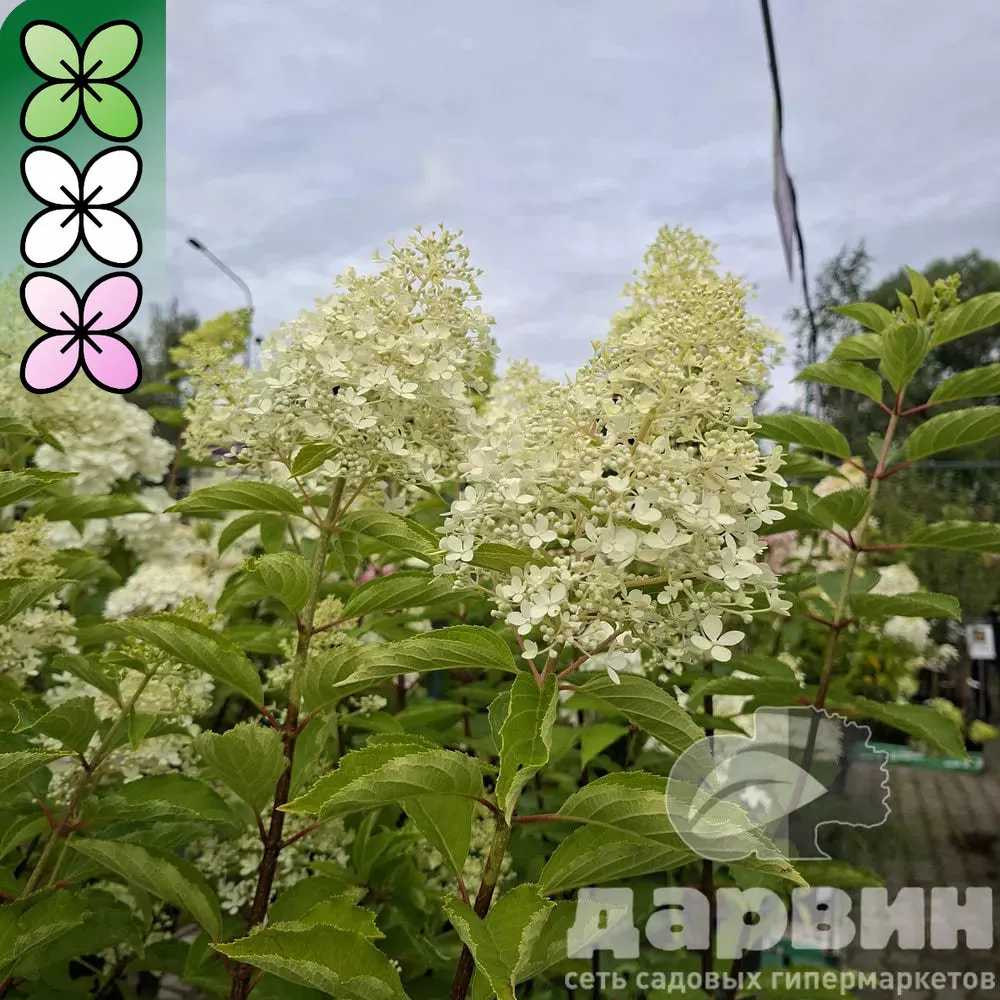 Гортензия метельчатая Меджикал Лайм Спаркл C15, 30-50 YP