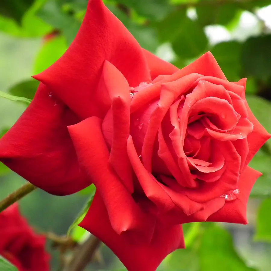 Роза чайно-гибридная Анкл Волкер в коробке ZP 