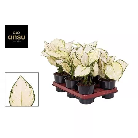 Аглаонема Вайт Джой d12 h25 