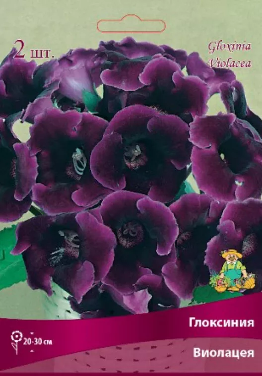 Клубень Глоксиния Виолацея 5/6 1шт. Поиск 