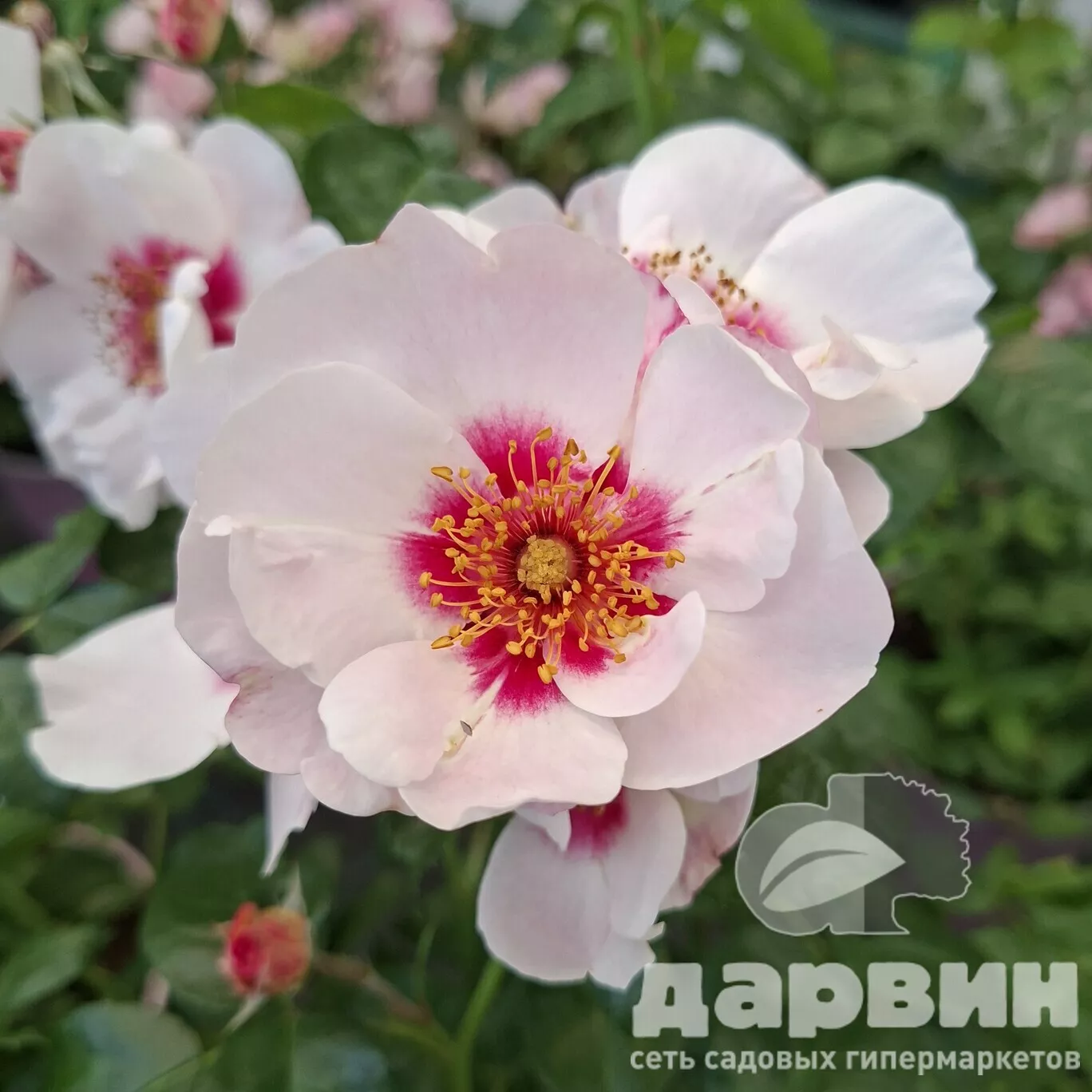 Роза гибрид р. персидской Си Ю Ин Ред C7 YP 
