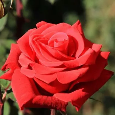 Роза чайно-гибридная Ред Берлин с5, Tim 