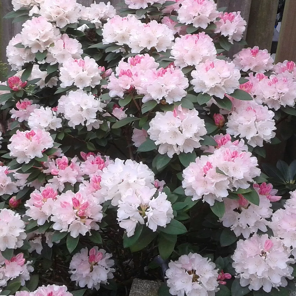 Рододендрон Хоппи v1 