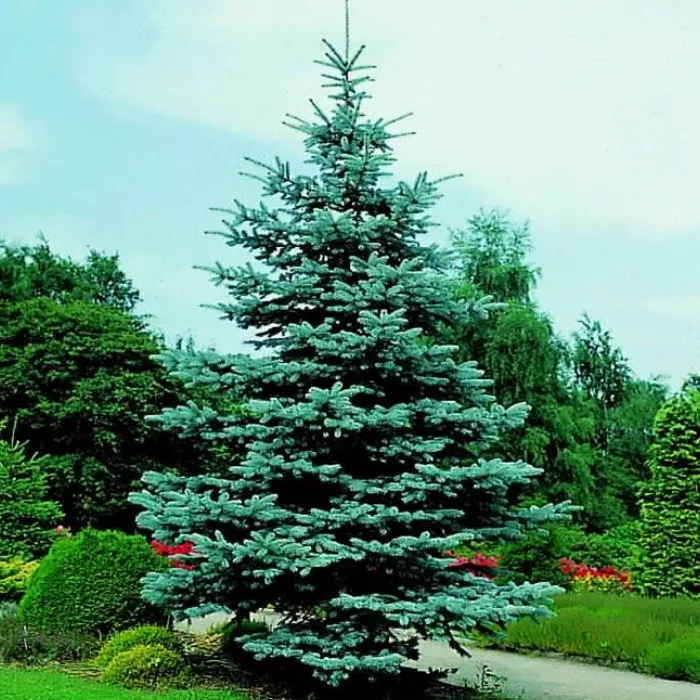 Ель колючая Blue Mountain 60/80, C25 Ks 