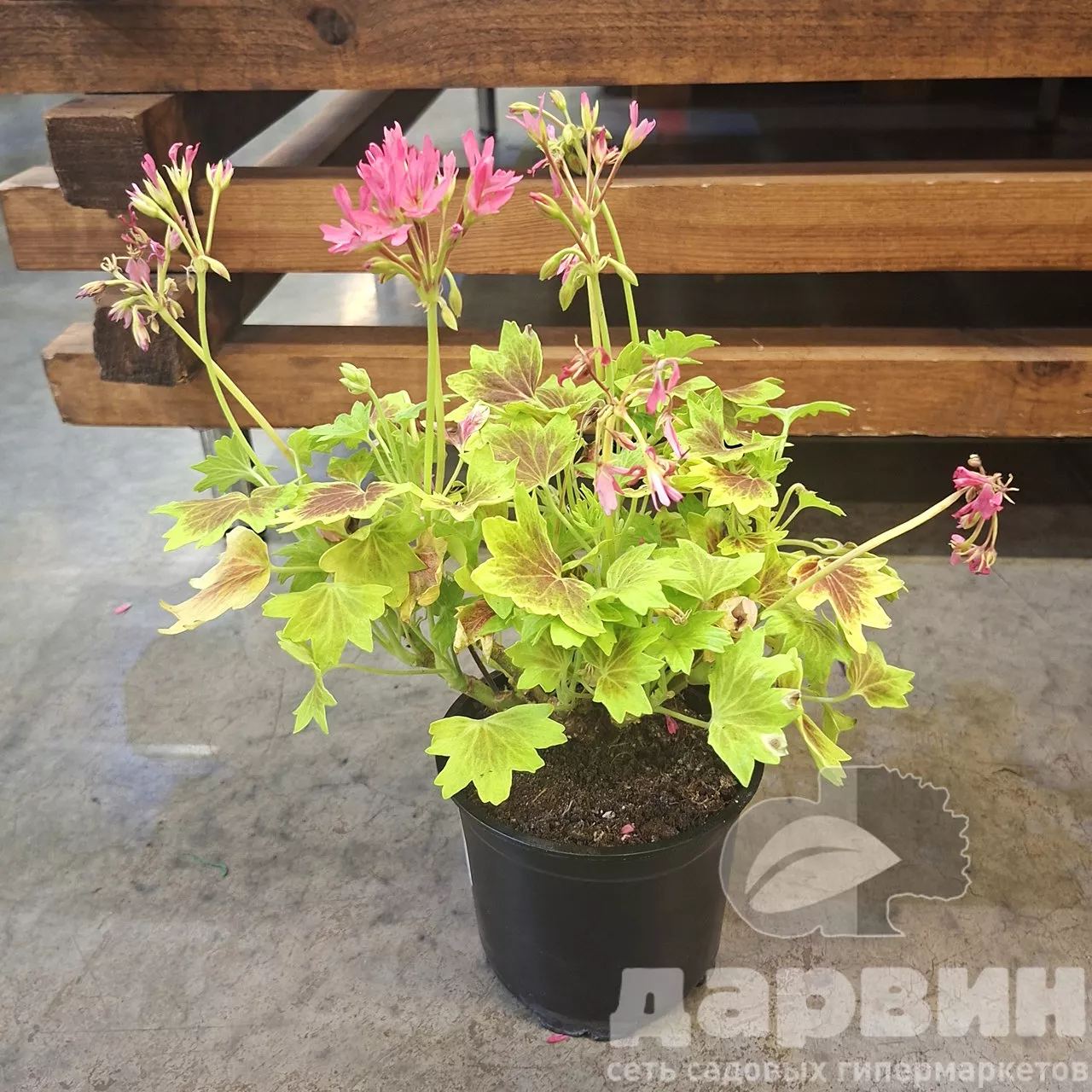 Пеларгония плющелистная Шоколадница d12 Tim 