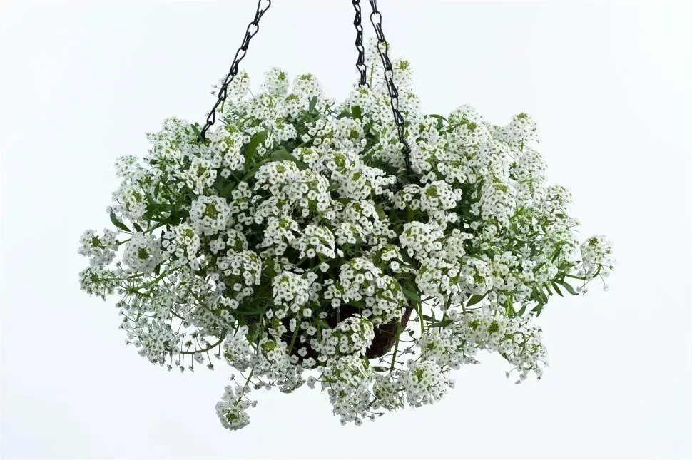 Алиссум в кашпо d21 Цм 