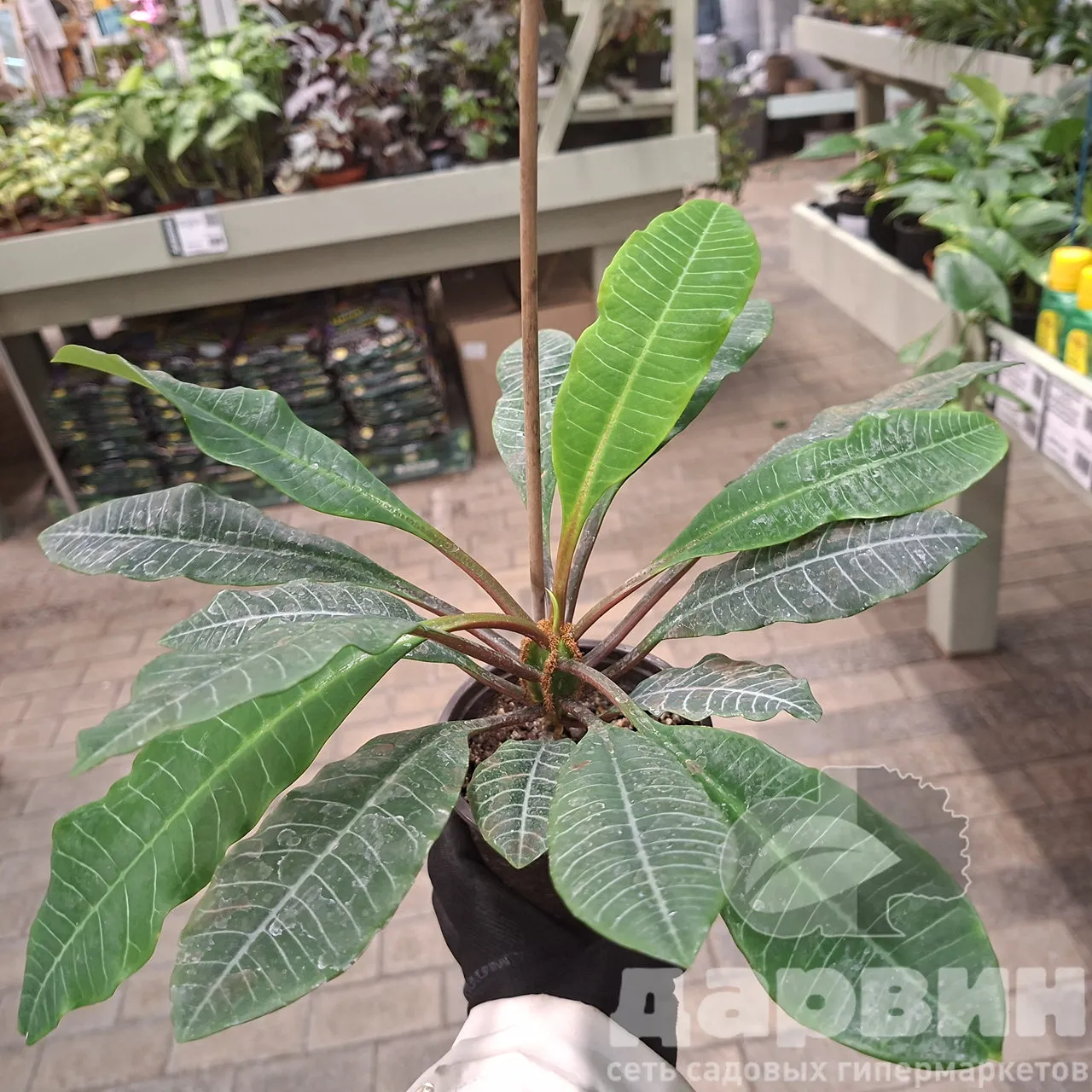 Молочай гребенчатый d12 Tim 