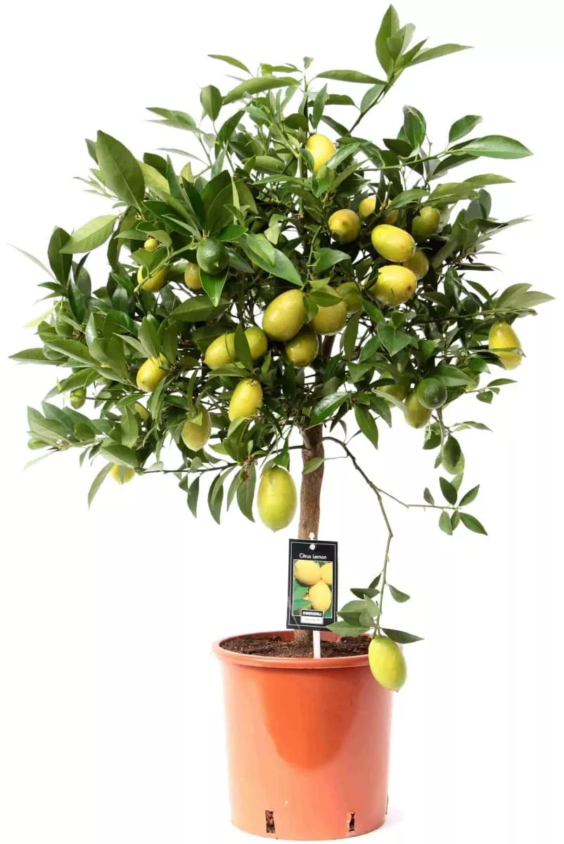 Цитрус Лаймкват на штамбе d21 h80 