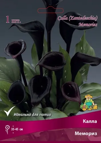 Клубень Калла Мемориз 14/16 1шт Поиск 