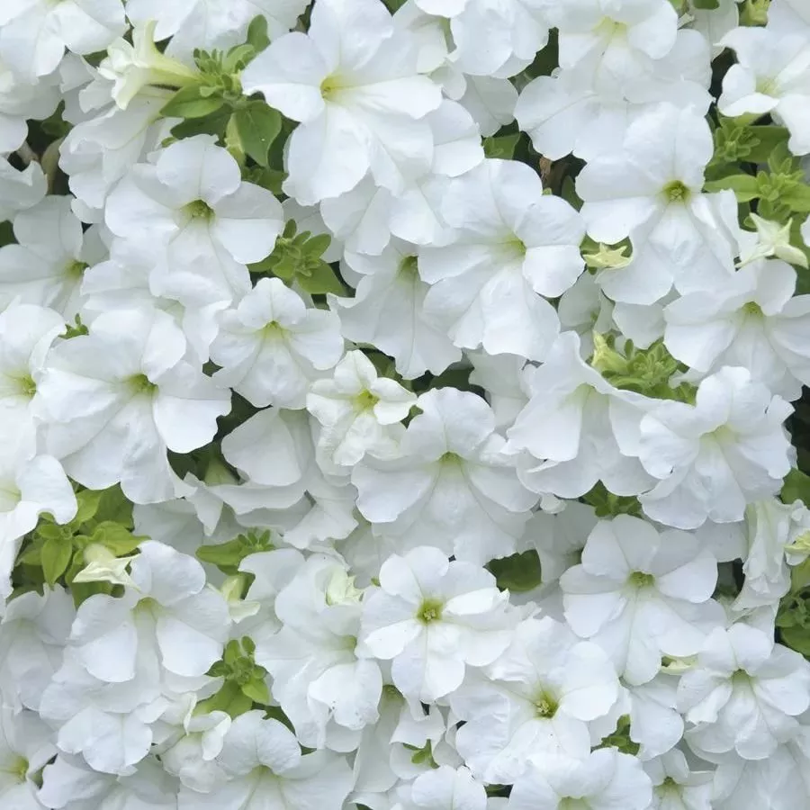 Петуния ампельная Фанфар белая D23 ПВ 