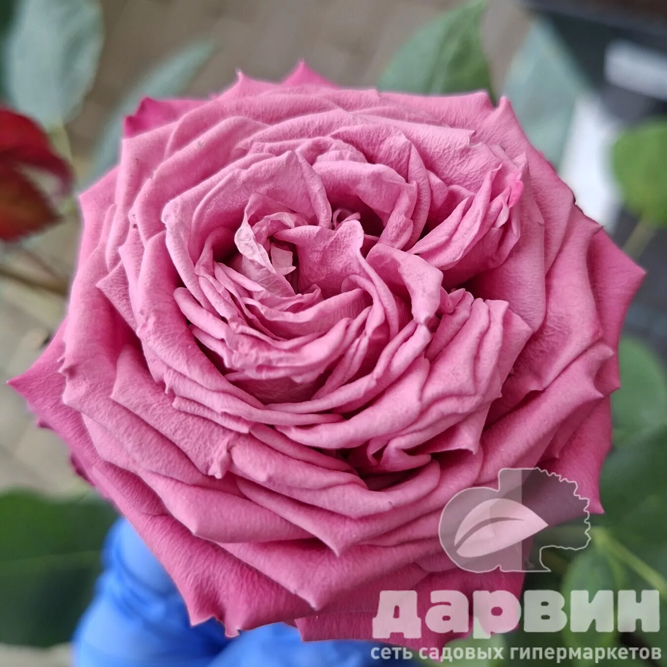 Роза японская Принцесса Томако v5 Lav 