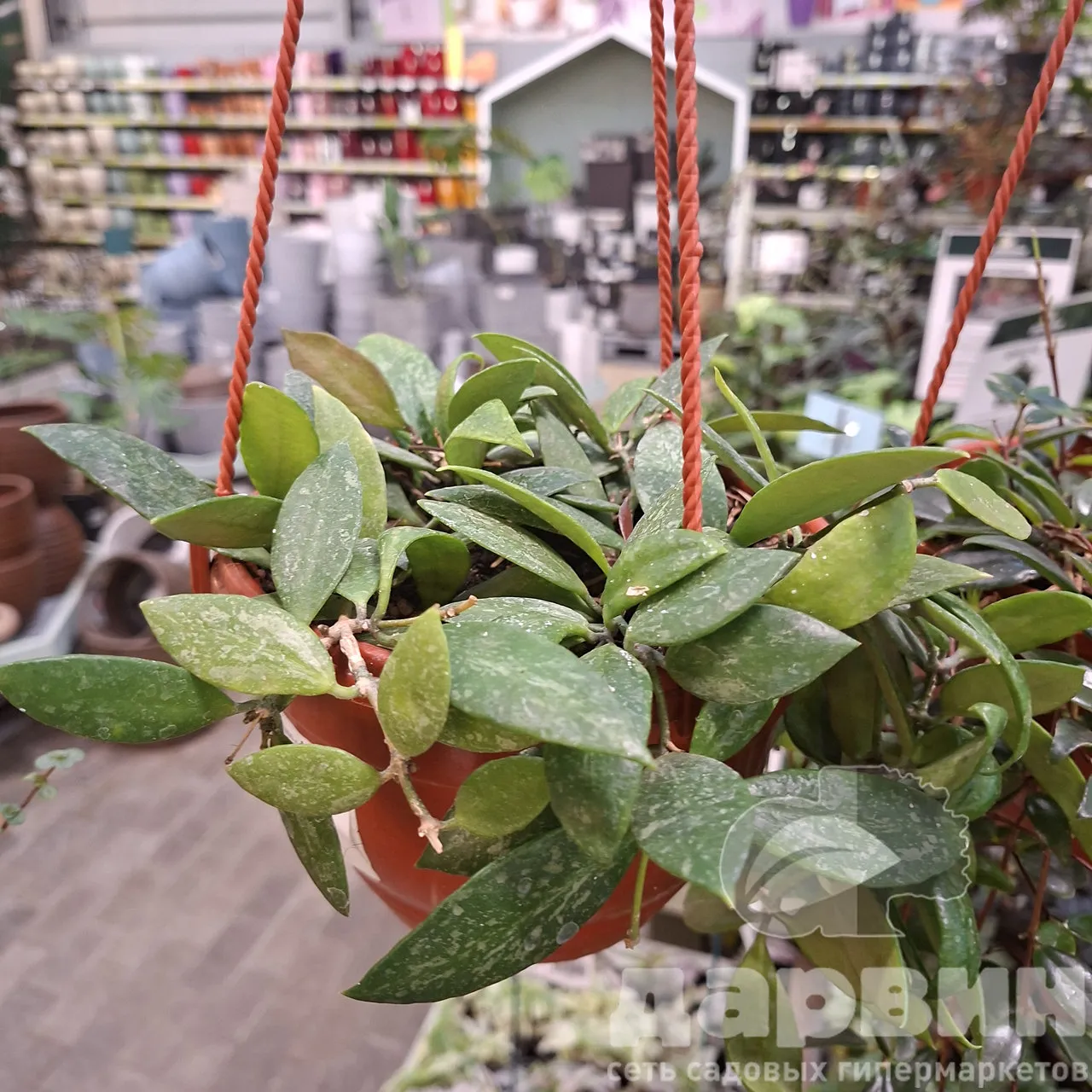 Хойя в кашпо д15 (3) WM