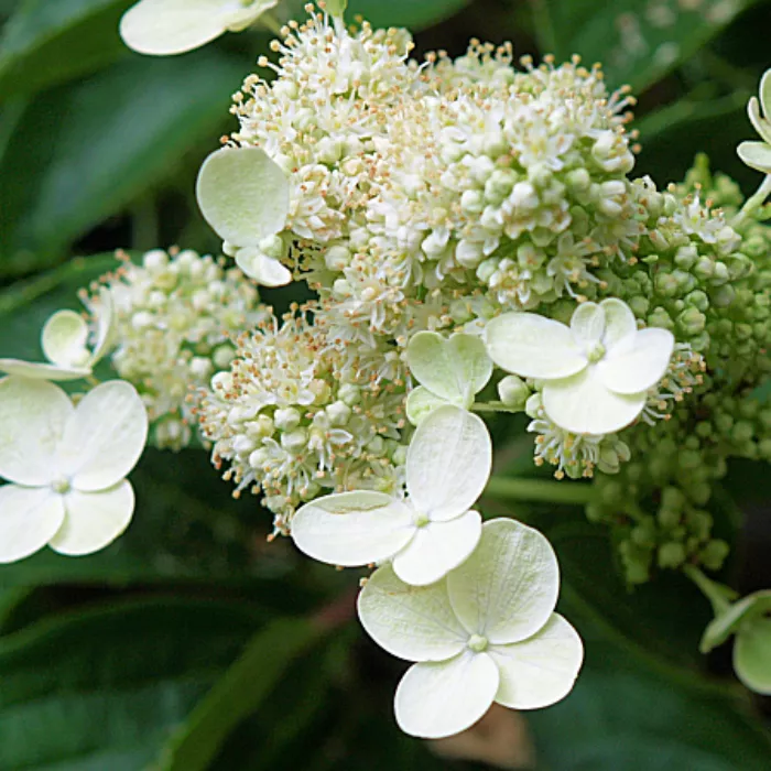 Гортензия метельчатая Долприм C10 100-120 UL 