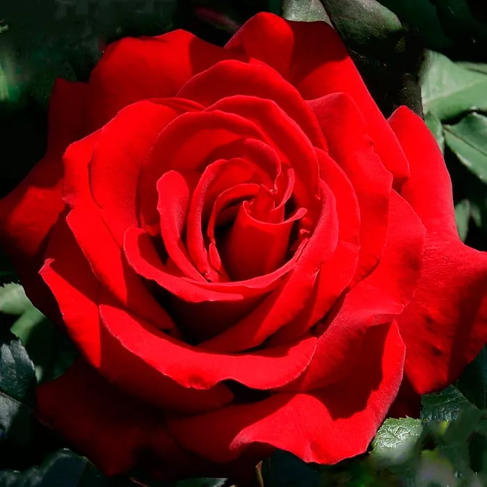 Роза чайно-гибридная Ингрид Бергман v5 Tim 