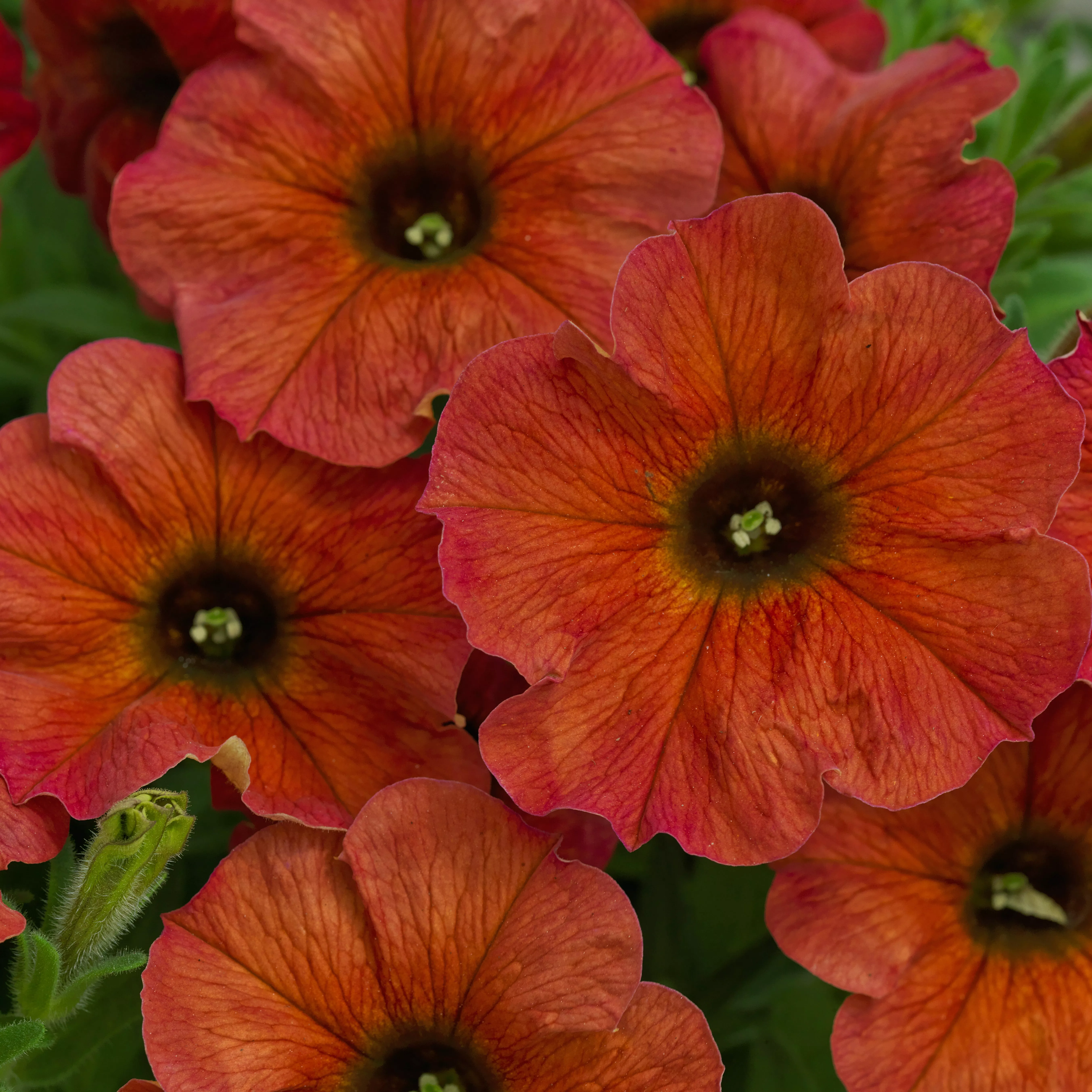 Петуния ампельная БьютиКал Кинамон оранжевая D23 ПВ 