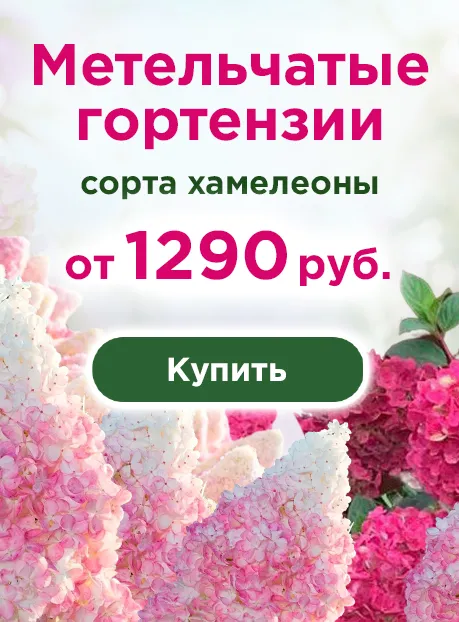 Гортензия метельчатая