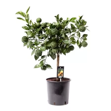 Цитрус Каналикулата на штамбе d22 h85 