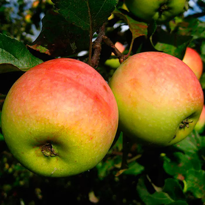 Яблоня Северный синап v7 100-120 Tim 