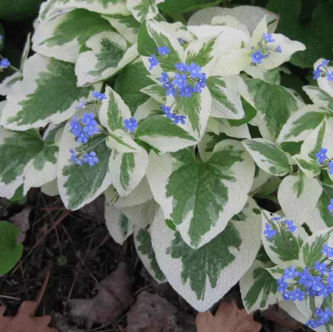 Брунера крупнолистная Вариегата v2 Tim 