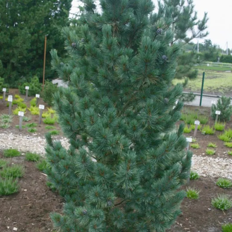 Растение сосна румелийская Глаука компакта 100-125см 