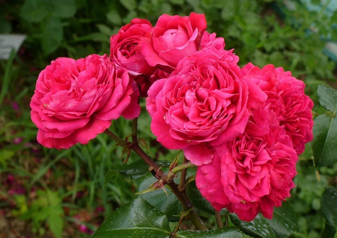 Роза флорибунда Ред Леонардо v5 Lav 