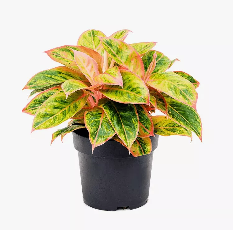 ОсновноеИзображение