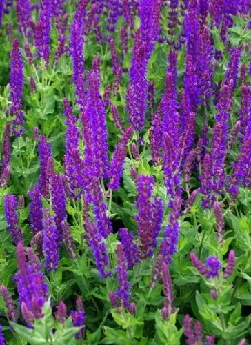 Сальвия дубравная (Шалфей) Вест Фрисланд I 1шт Поиск 