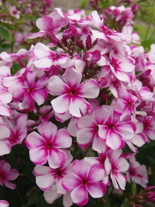 Флокс метельчатый Неон Флейр d15 ХР 