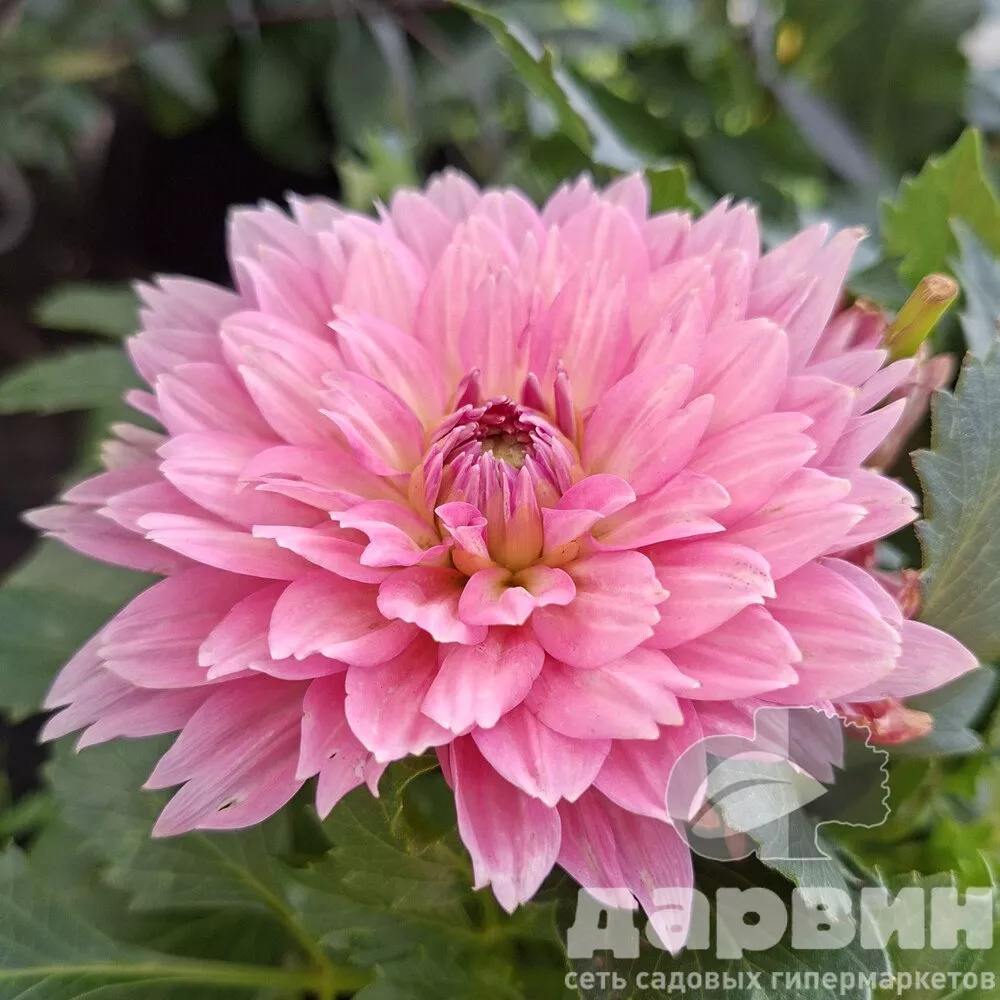 Георгин черенкованый d17 bix 